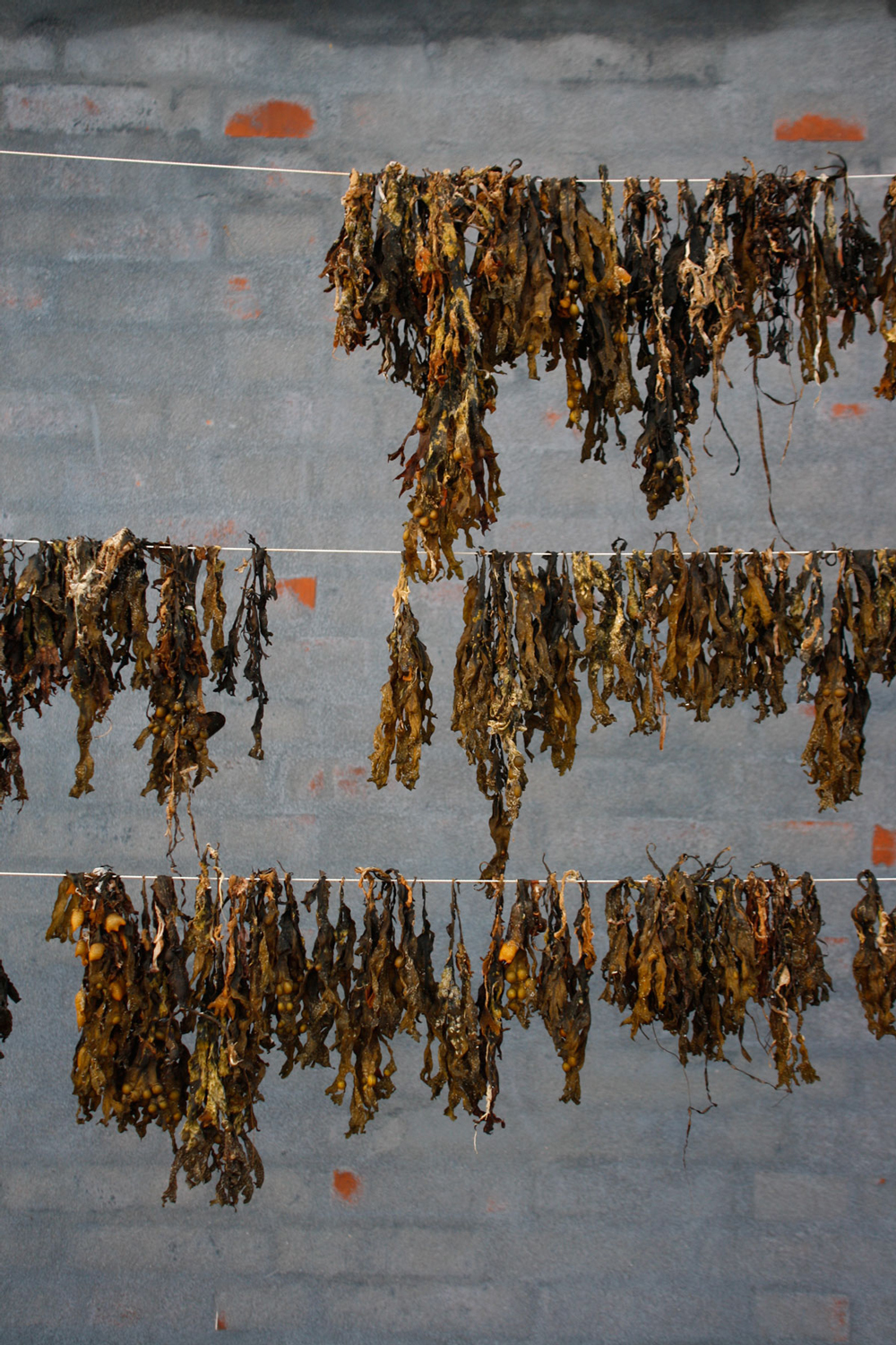 terroir_production_driedseaweedni_web_1000